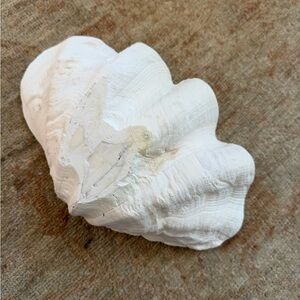 Real vintage Elegant White Seashell Accent